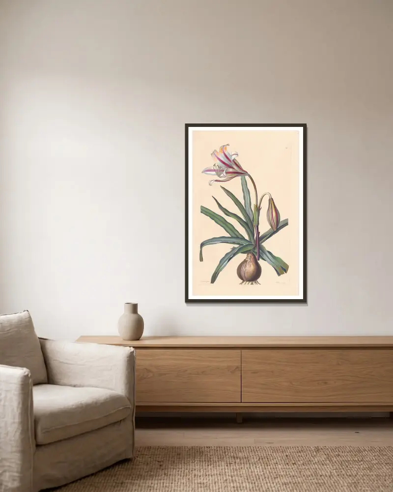 Amaryllis ornata von Leopold Trattinnick gerahmt an einer Wand