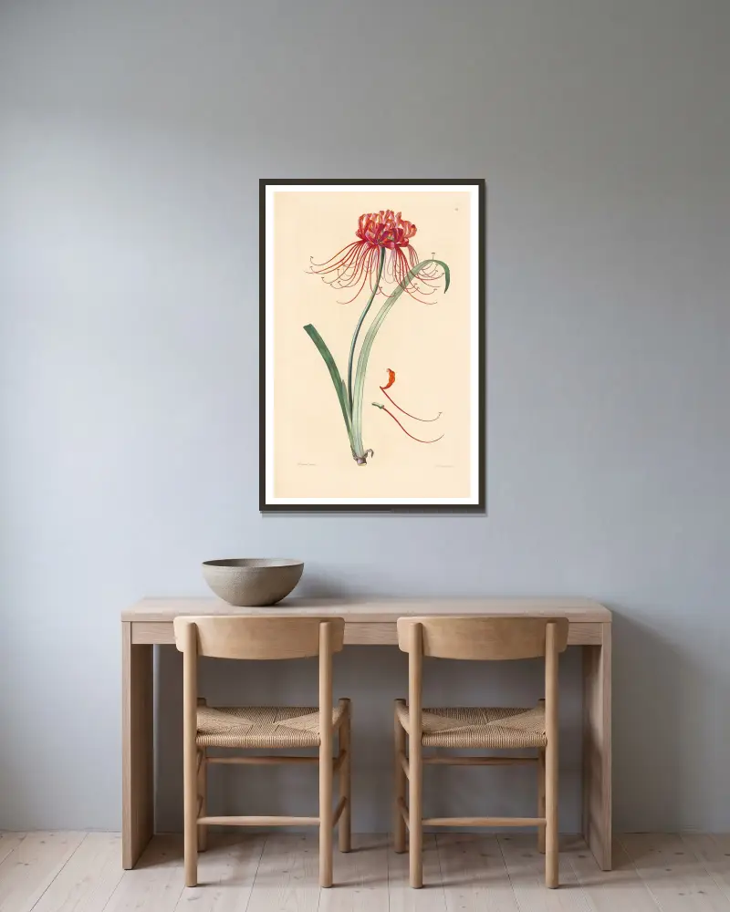 Amaryllis radiata av Leopold Trattinnick inramad på en vägg