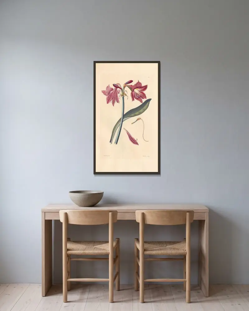 Amaryllis reticulata av Leopold Trattinnick inramad på en vägg