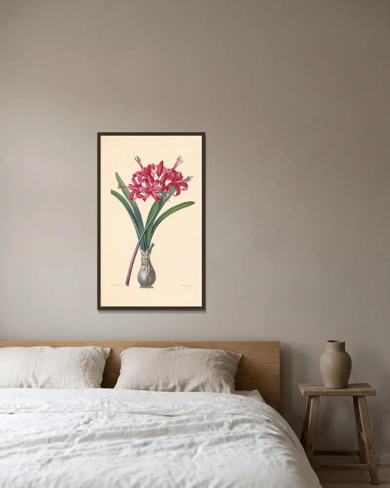 Amaryllis sarniensis av Leopold Trattinnick inramad på en vägg