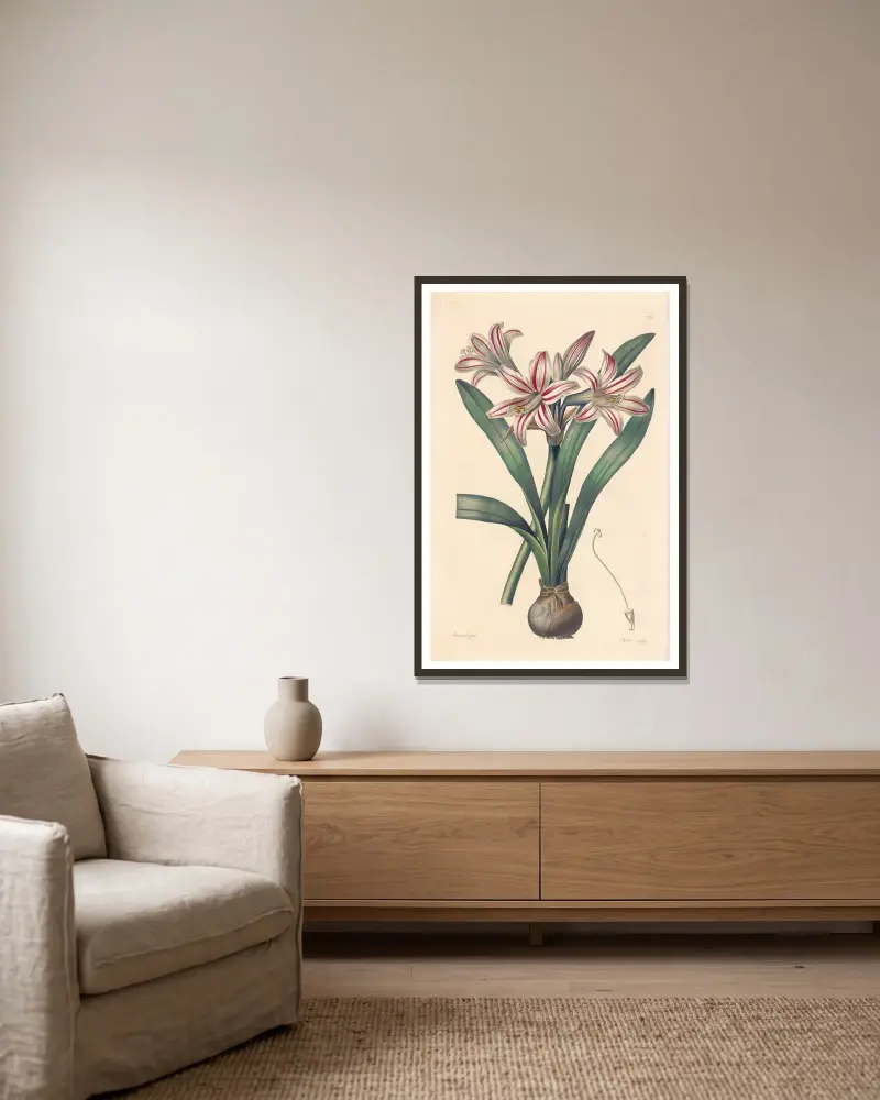 Amaryllis vittata, Leopold Trattinnick w ramie na ścianie