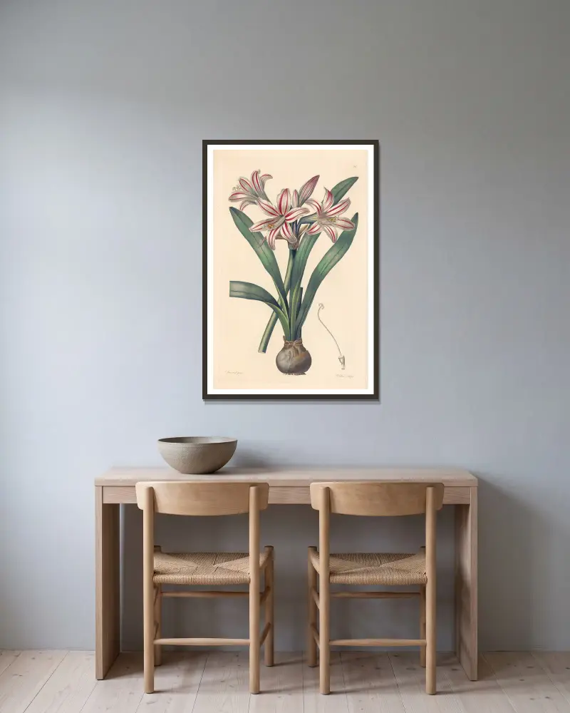 Amaryllis vittata, Leopold Trattinnick w ramie na ścianie