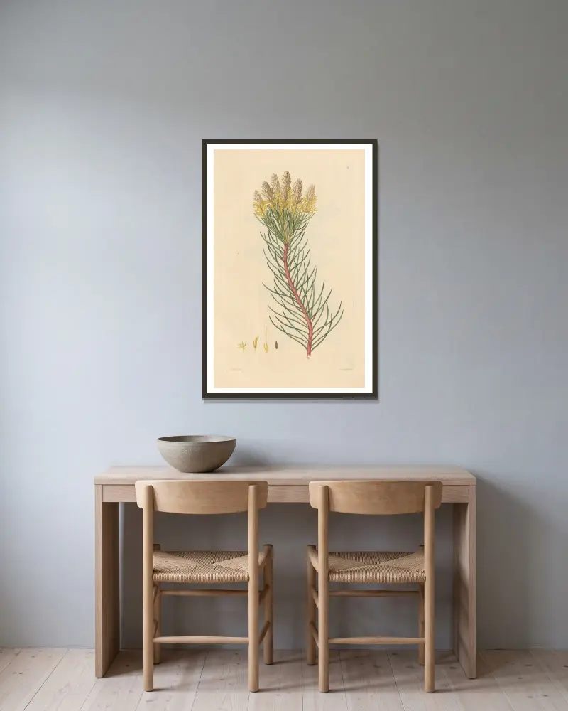 Aulax pinifolia, Leopold Trattinnick w ramie na ścianie