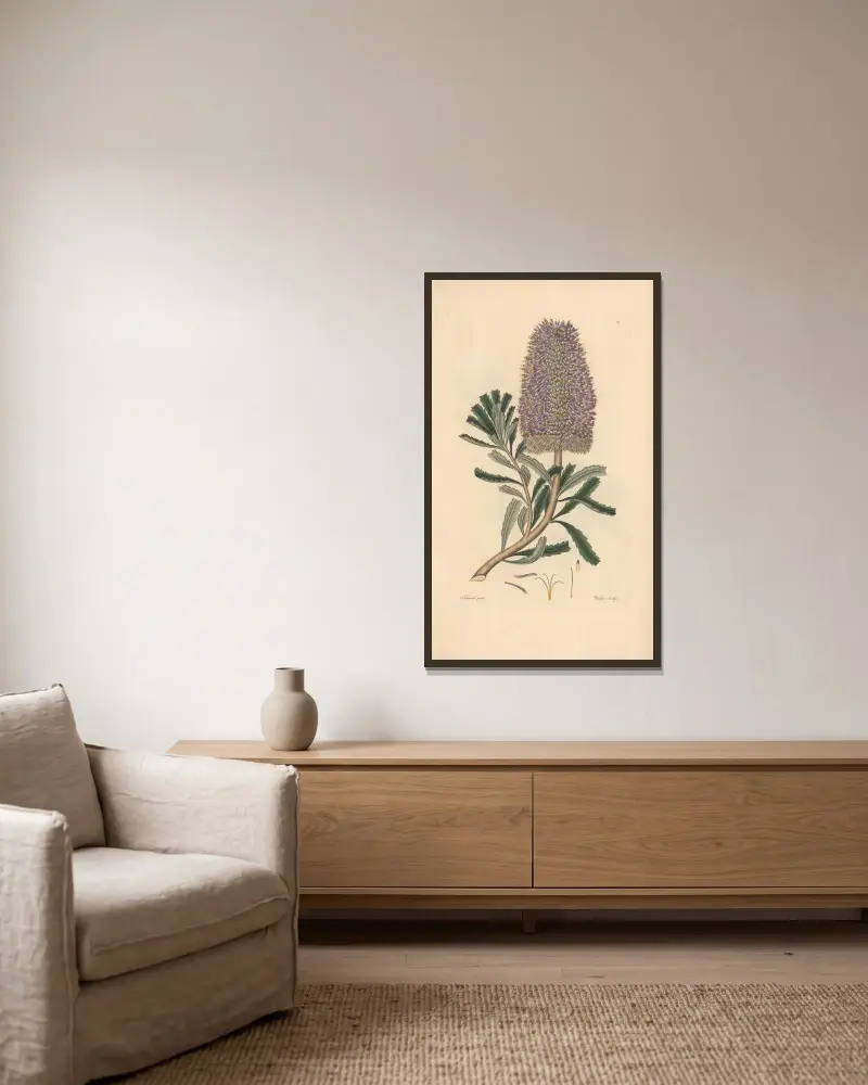 Banksia marcescens av Leopold Trattinnick inramad på en vägg