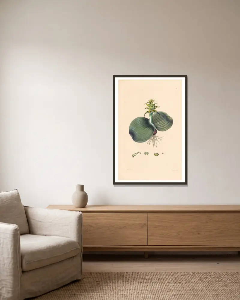 Eucomis bifolia von Leopold Trattinnick gerahmt an einer Wand