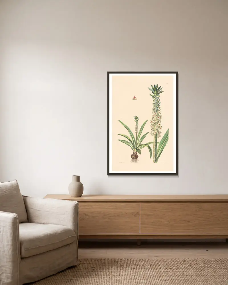 Eucomis punctata von Leopold Trattinnick gerahmt an einer Wand