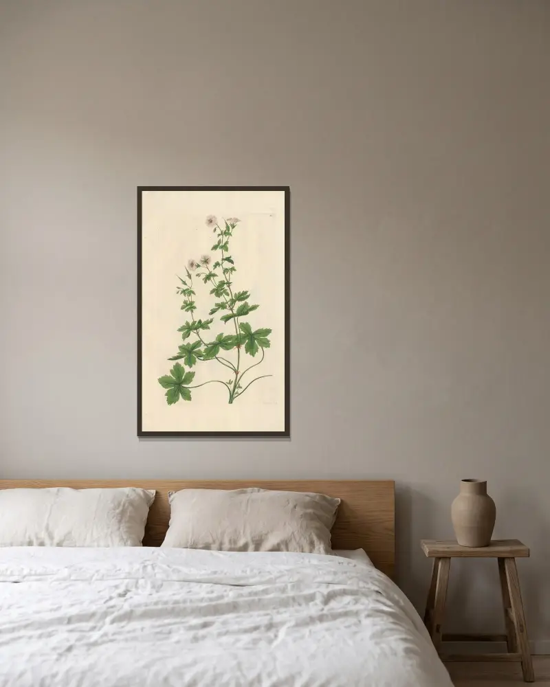 Geranium striatum av Leopold Trattinnick inramad på en vägg