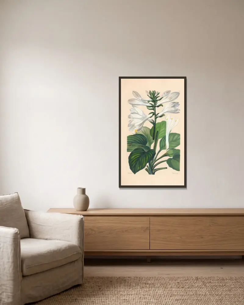 Hosta japonica av Leopold Trattinnick inramad på en vägg