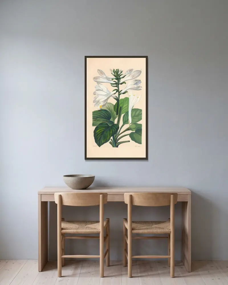 Hosta japonica av Leopold Trattinnick inramad på en vägg