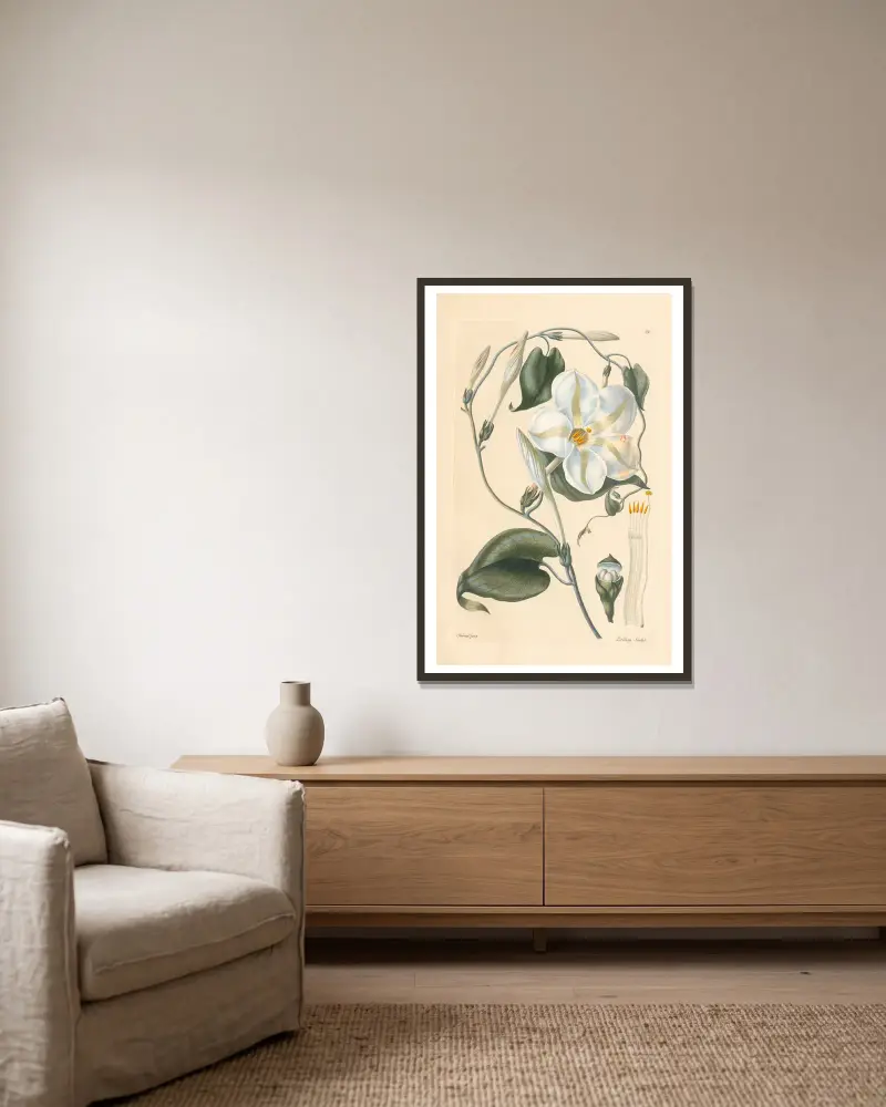 Ipomoea grandiflora von Leopold Trattinnick gerahmt an einer Wand