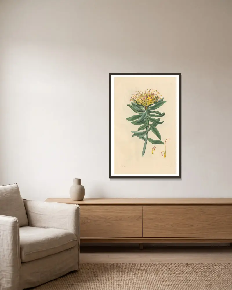 Leucospermum medium, Leopold Trattinnick v rámu na stěně