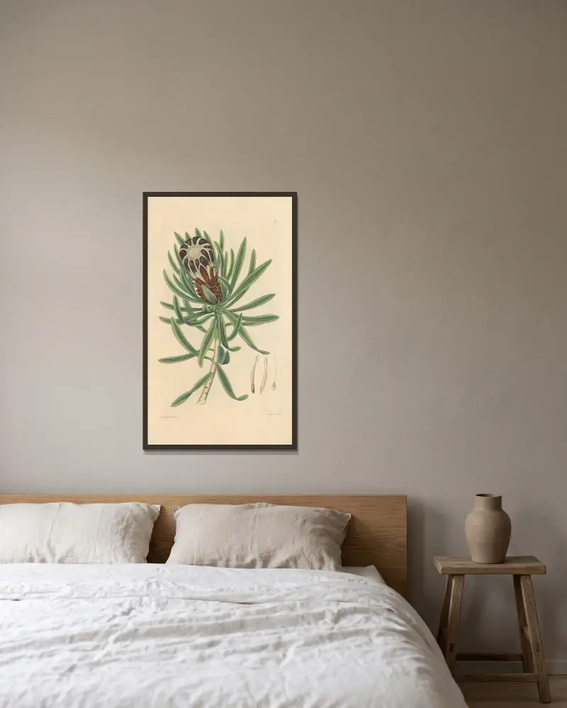 Protea melaleuca av Leopold Trattinnick inramad på en vägg