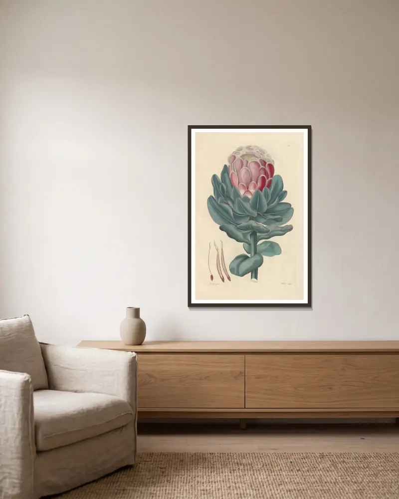 Protea speciosa von Leopold Trattinnick gerahmt an einer Wand
