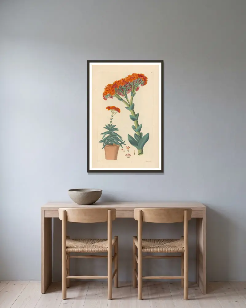Rochea falcata, Leopold Trattinnick w ramie na ścianie