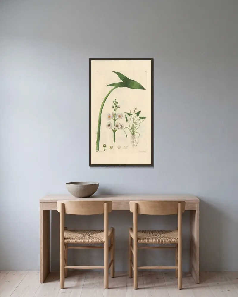 Pilblad (Sagittaria sagittifolia) av Leopold Trattinnick inramad på en vägg
