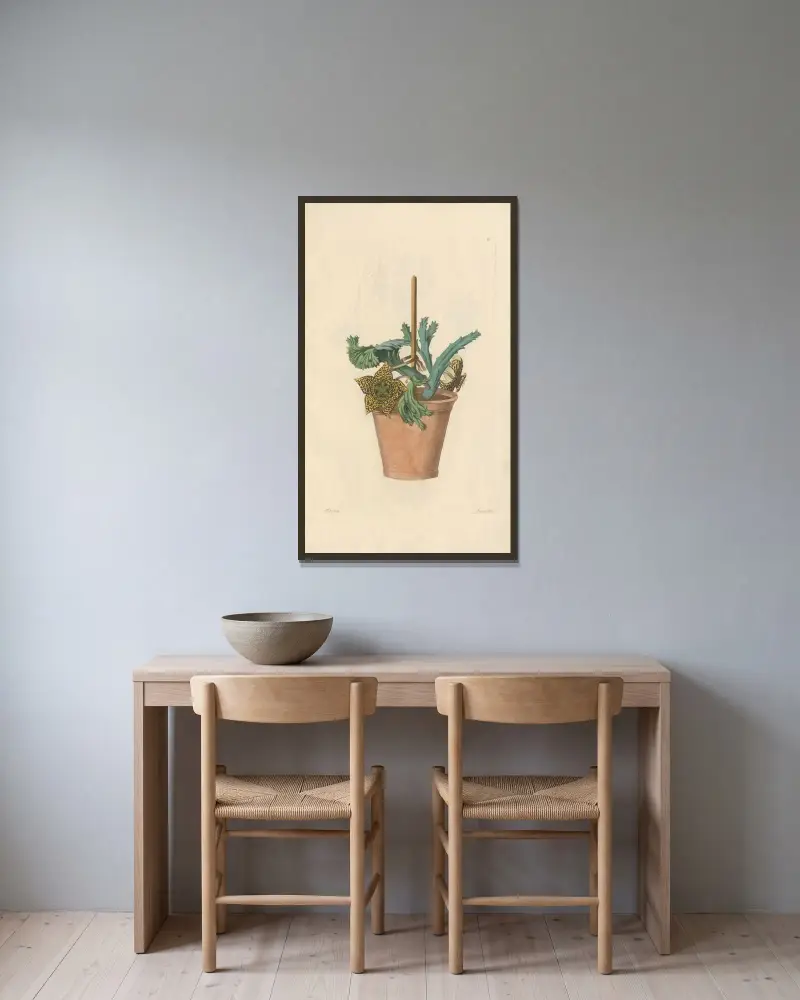 Stapelia variegata av Leopold Trattinnick inramad på en vägg