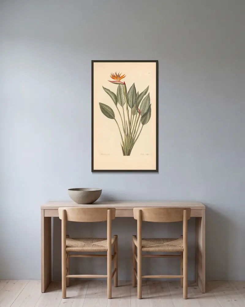 Strelitzia reginae av Leopold Trattinnick inramad på en vägg
