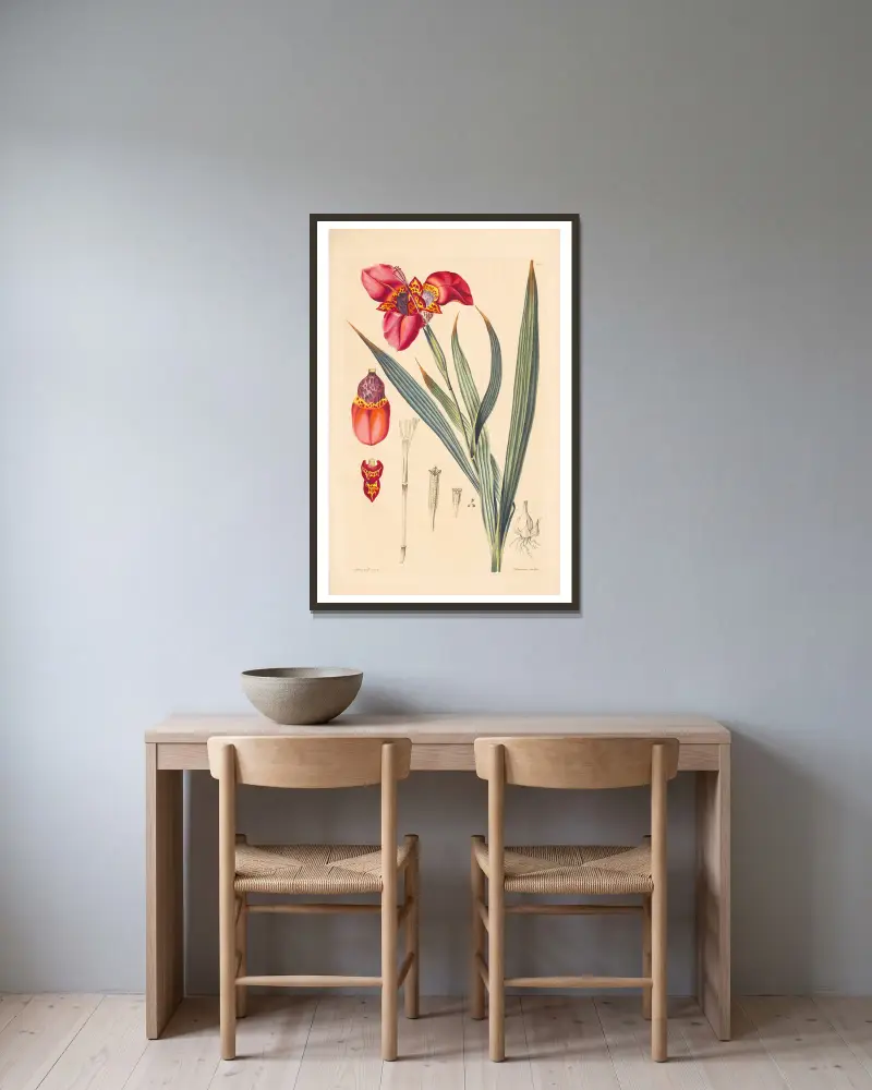 Tigridia pavonia von Leopold Trattinnick gerahmt an einer Wand