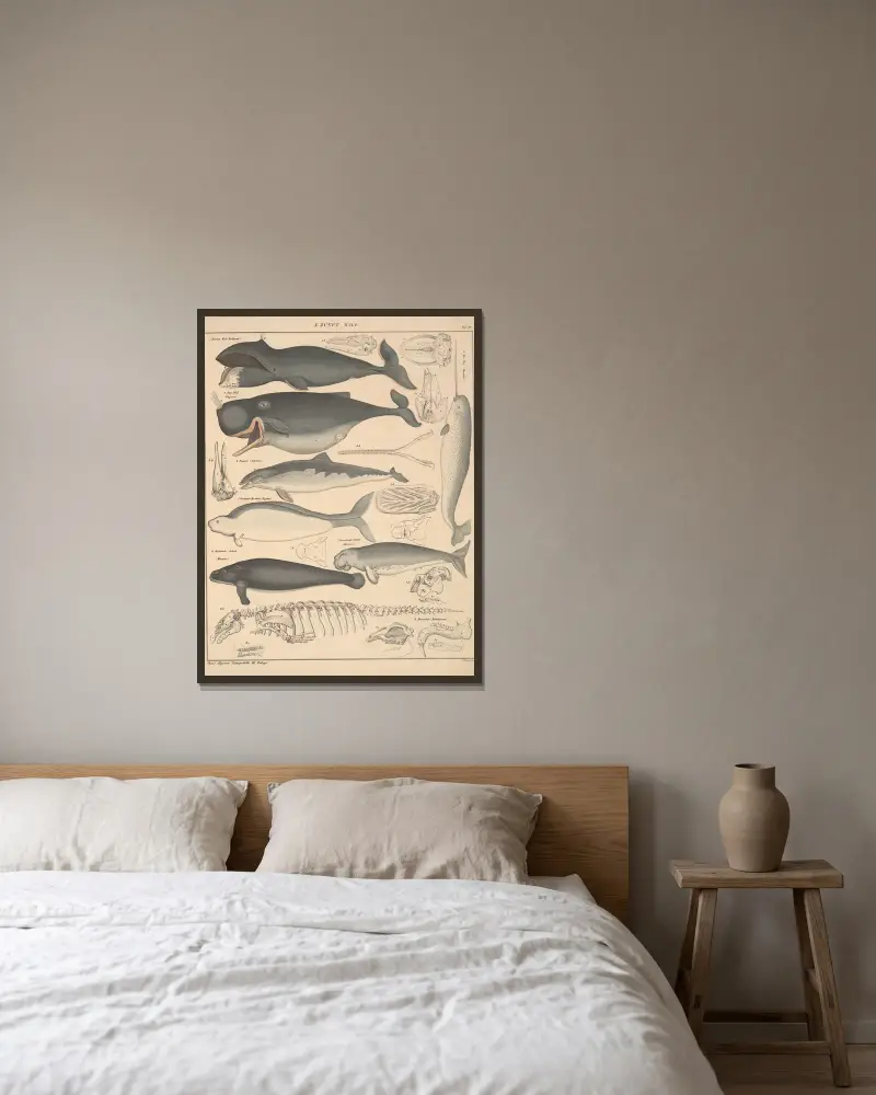 Abbildungen zu Oken’s Allgemeiner Naturgeschichte für alle Stände Pl.136 av Lorenz Oken inramad på en vägg