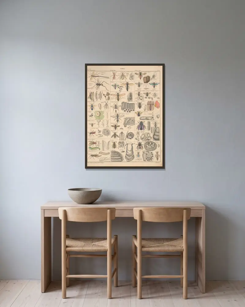 Illustrationer till Okens allmänna naturhistoria för alla stånd, plansch 82 av Lorenz Oken inramad på en vägg