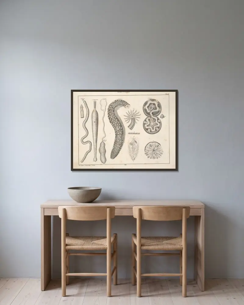 Illustrationer till Okens allmänna naturhistoria för alla stånd, plansch 76 av Lorenz Oken inramad på en vägg