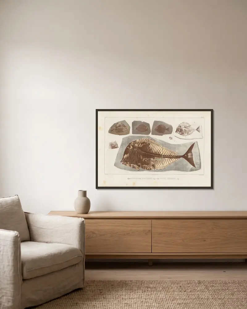 Recherches sur les poissons fossiles Pl.248 av Louis Agassiz inramad på en vägg