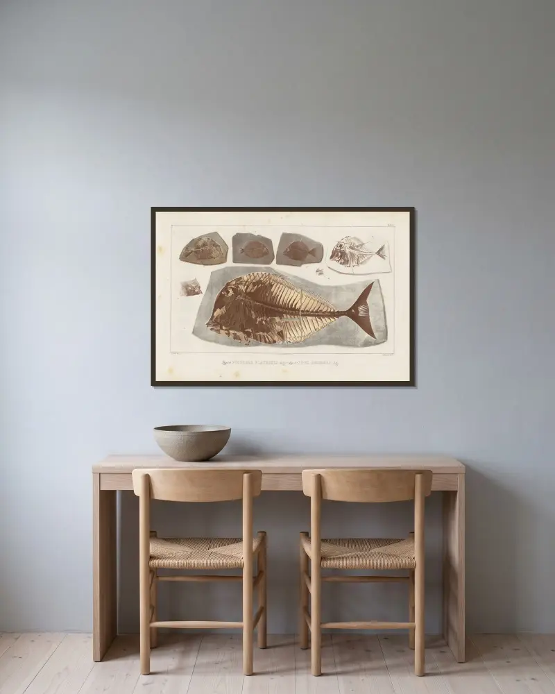 Recherches sur les poissons fossiles Pl.248 av Louis Agassiz inramad på en vägg