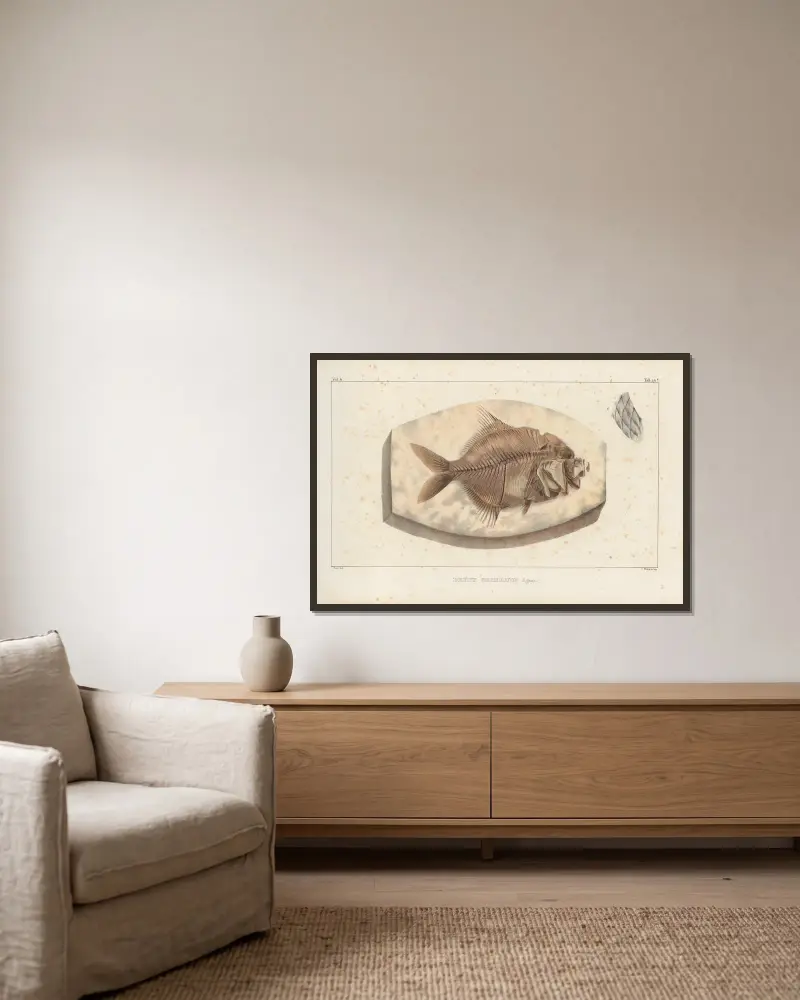 Recherches sur les poissons fossiles Pl.366 av Louis Agassiz inramad på en vägg