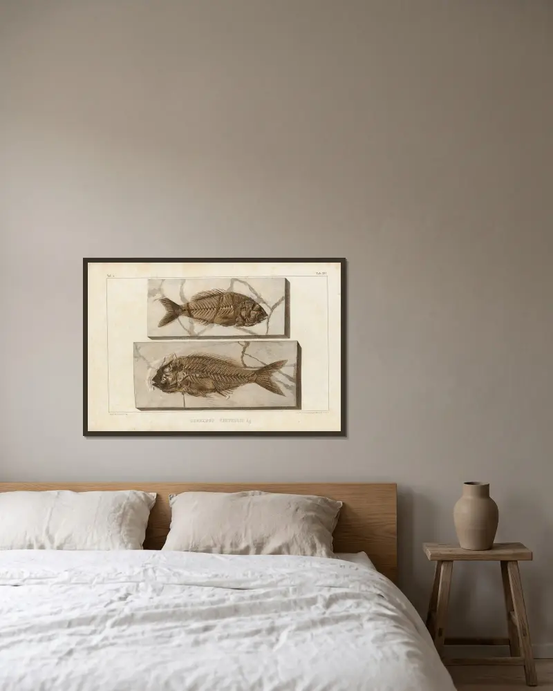 Recherches sur les poissons fossiles Pl.375 av Louis Agassiz inramad på en vägg