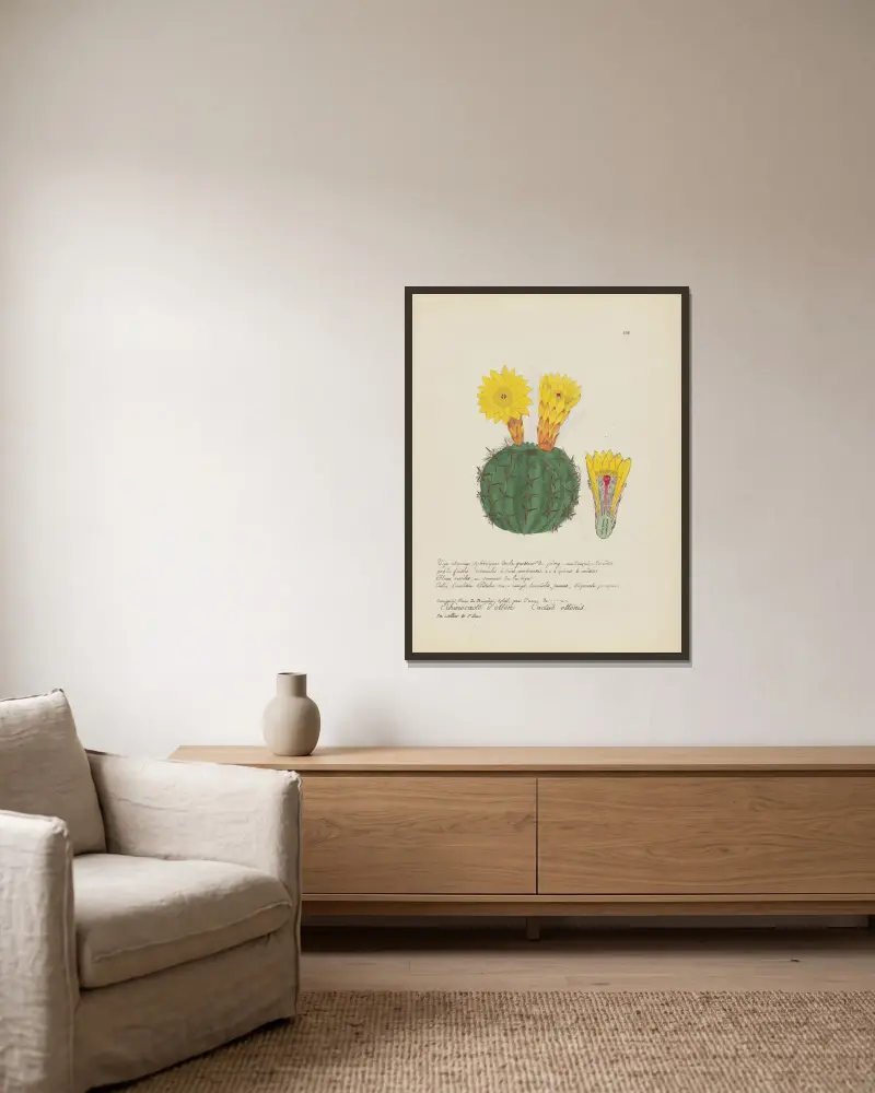 Cactus ottonis, Jean Baptiste Louis Letellier w ramie na ścianie