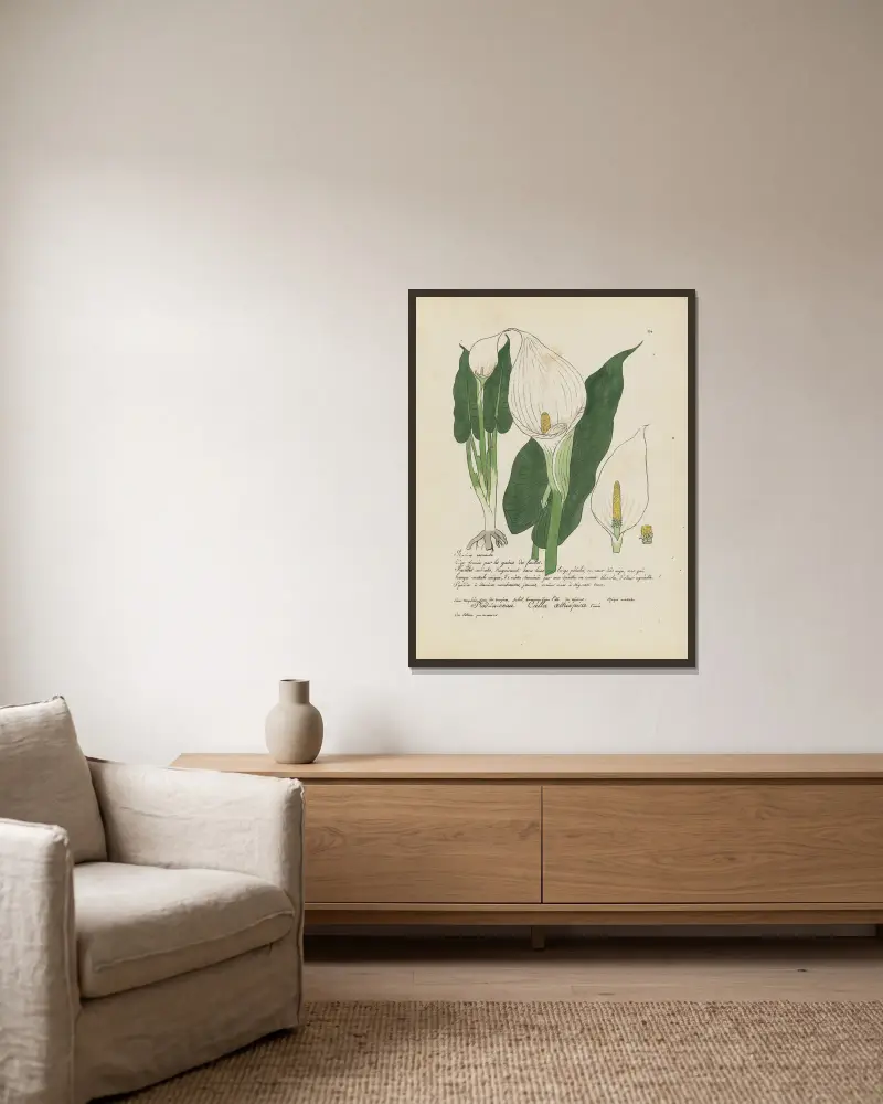 Calla aethiopica av Jean Baptiste Louis Letellier inramad på en vägg