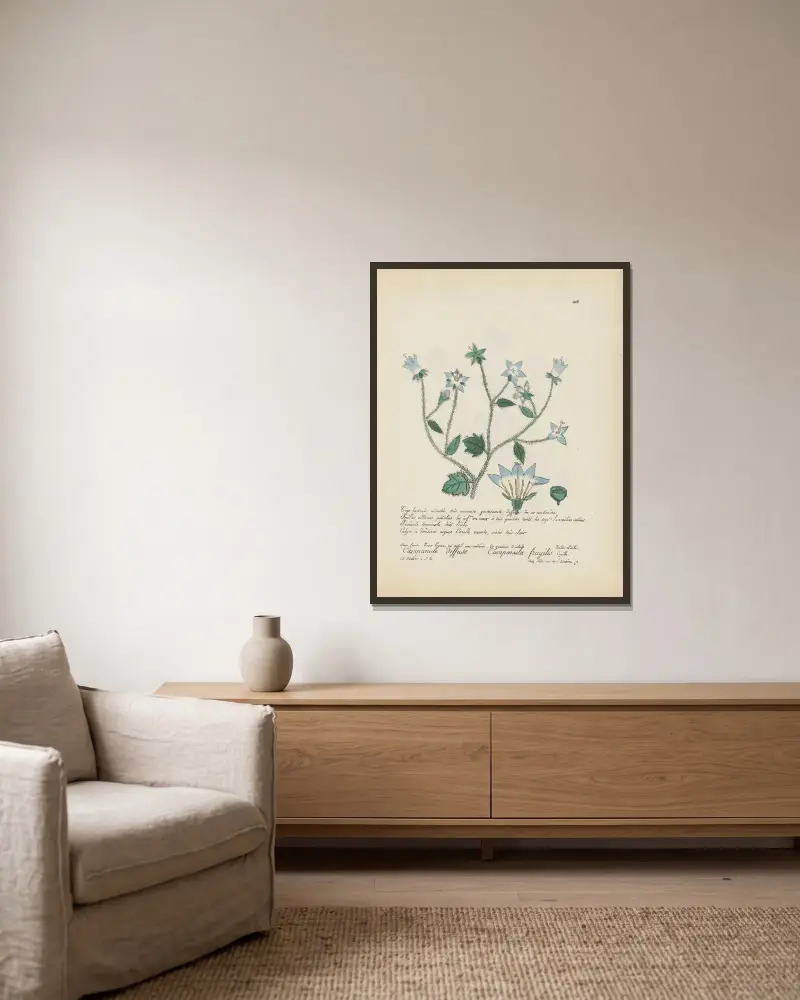 Campanula fragilis av Jean Baptiste Louis Letellier inramad på en vägg