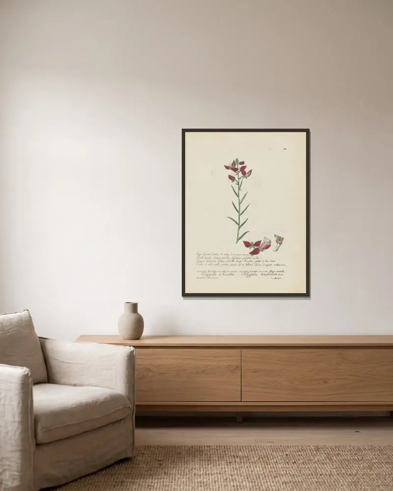Polygala bracteolata von Jean Baptiste Louis Letellier gerahmt an einer Wand