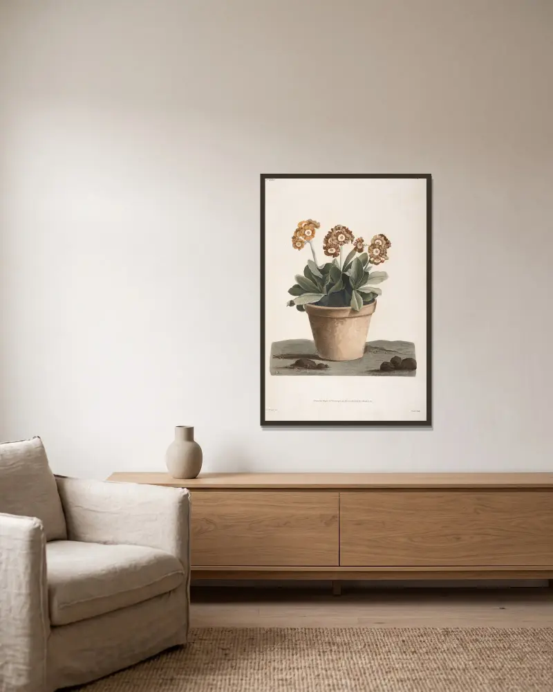 Etude d’une Auricule en pot av Jean Louis Prévost inramad på en vägg