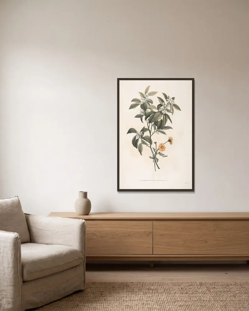 Etudes de fleurs d’Orange et de Crisaine grecque av Jean Louis Prévost inramad på en vägg