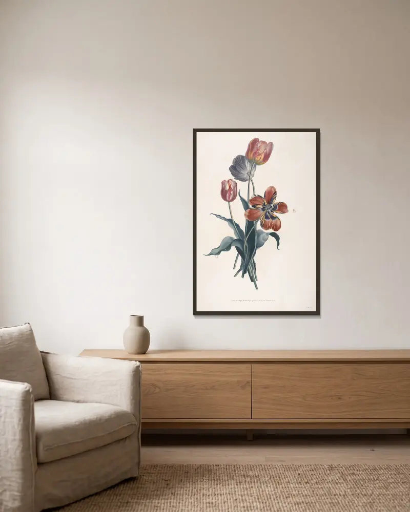 Etudes de Tulipes av Jean Louis Prévost inramad på en vägg