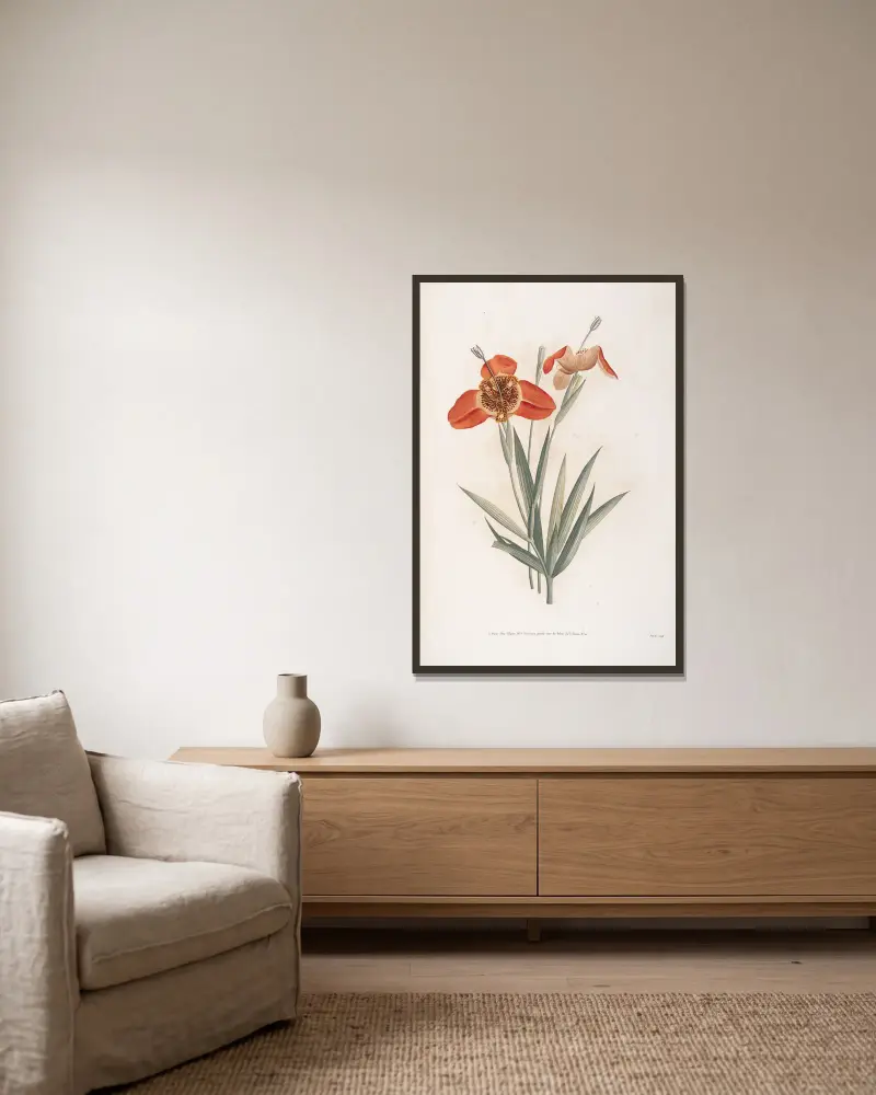 Fleur de Tigrine, Jean Louis Prévost w ramie na ścianie