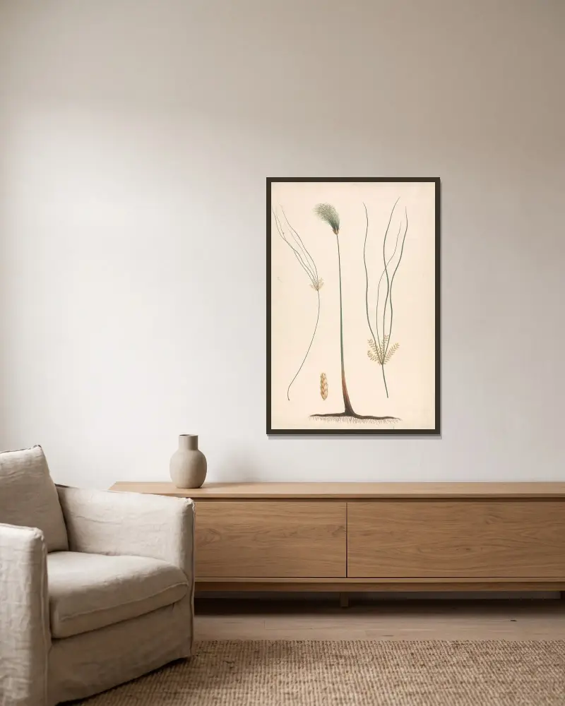 Cyperus papyrus L. (šáchor papírodárný), Luigi Balugani v rámu na stěně