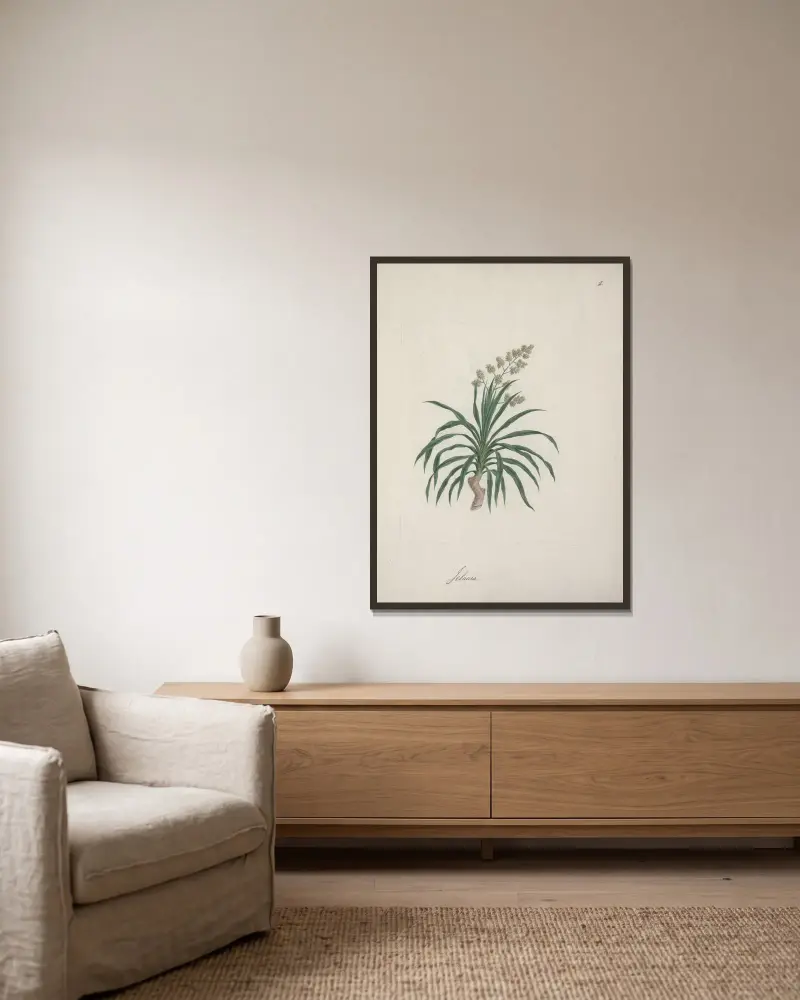 Dracaena steudneri Engl. (Dračí strom) 2, Luigi Balugani v rámu na stěně