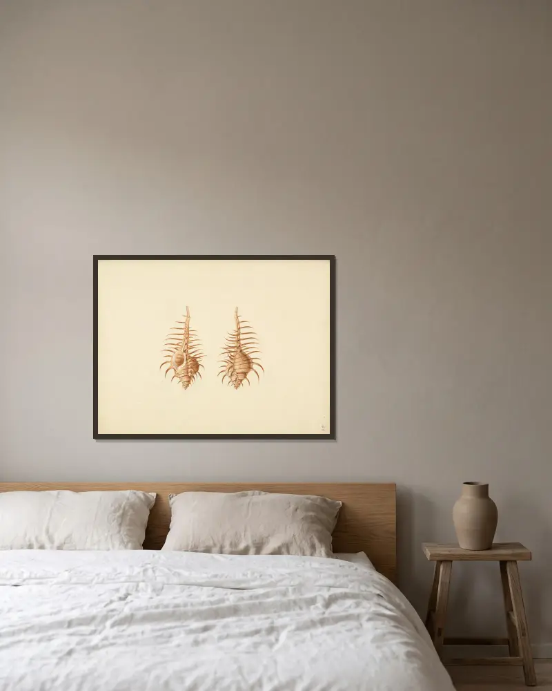 Murex pecten (Venus Comb Murex) von Luigi Balugani gerahmt an einer Wand