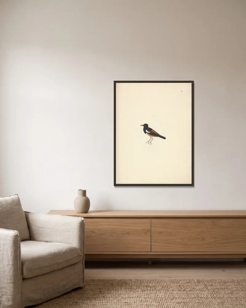 Thamnolaea semirufa (White-winged Cliff-chat) von Luigi Balugani gerahmt an einer Wand