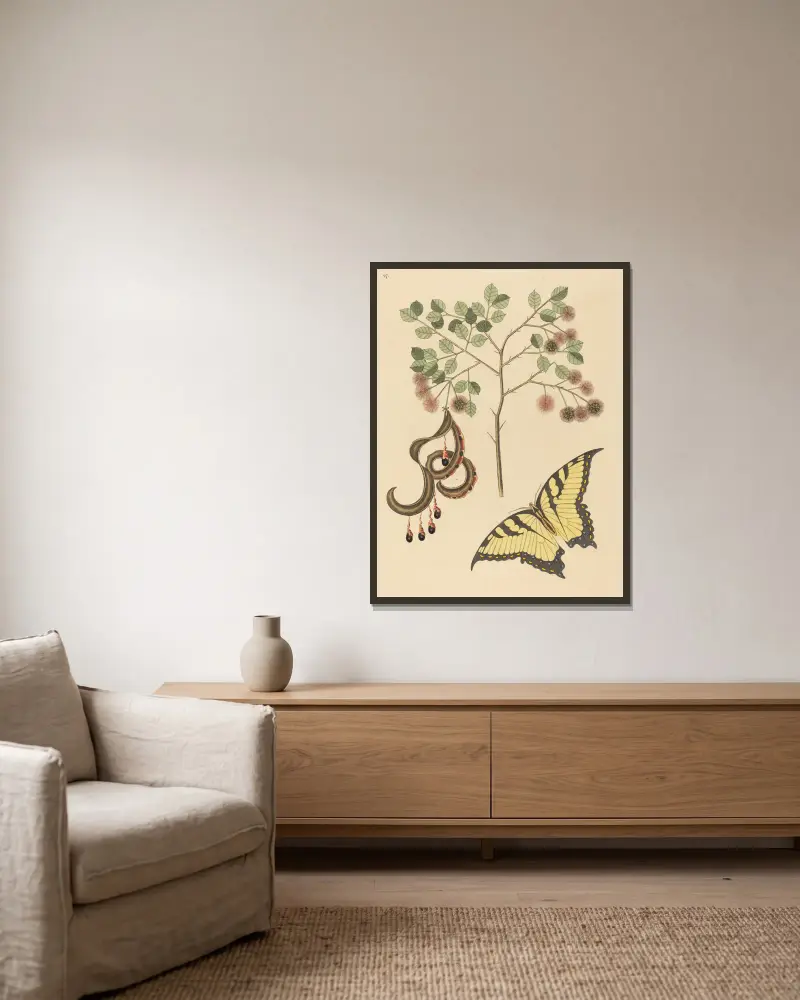 Katzenkralle (Mimosa circinalis) von Mark Catesby gerahmt an einer Wand