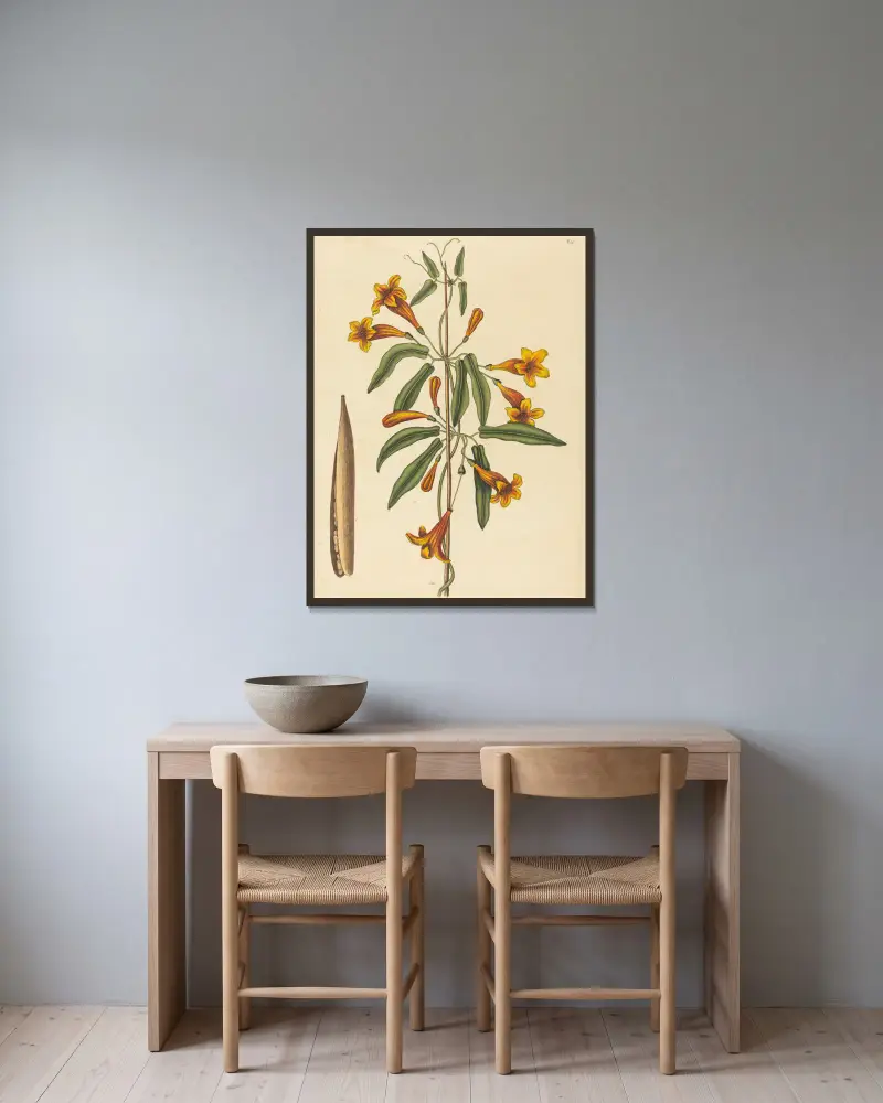 Křížolist (Bignonia capreolata), Mark Catesby v rámu na stěně