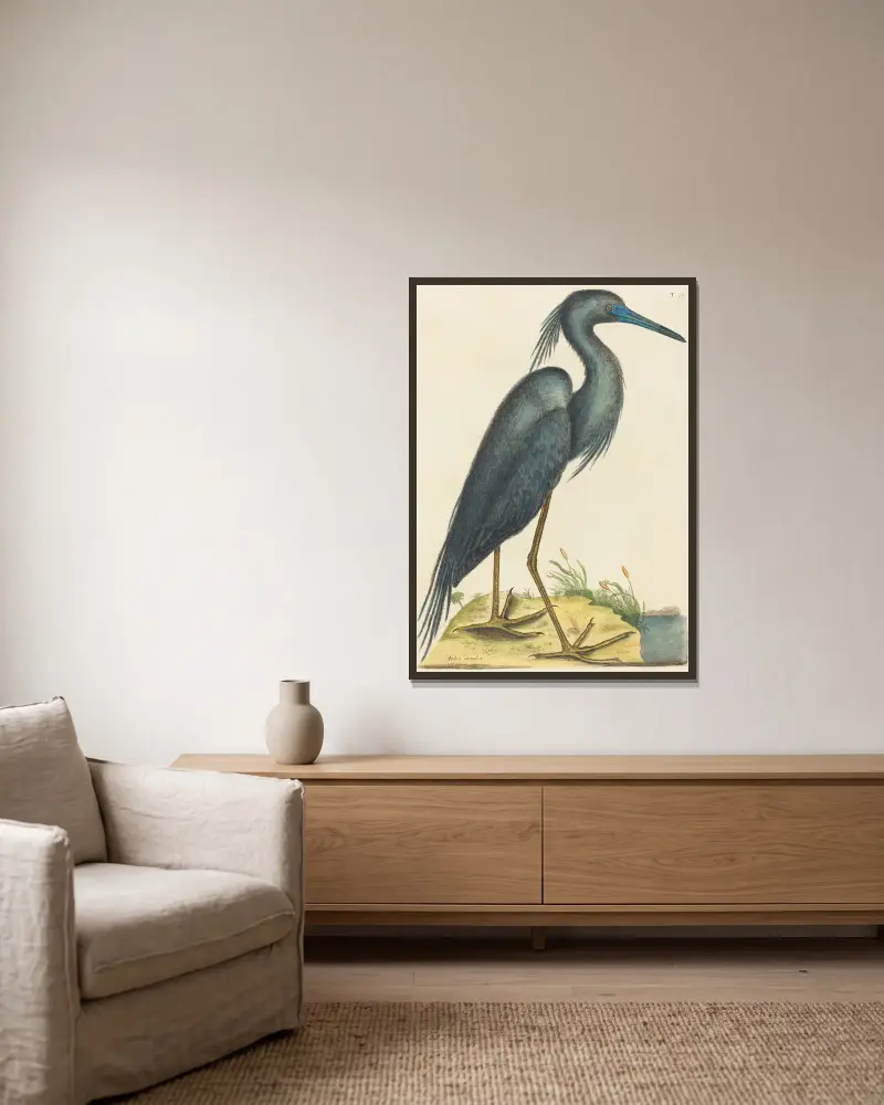 Der Blaue Reiher (Ardea coerulea) von Mark Catesby gerahmt an einer Wand