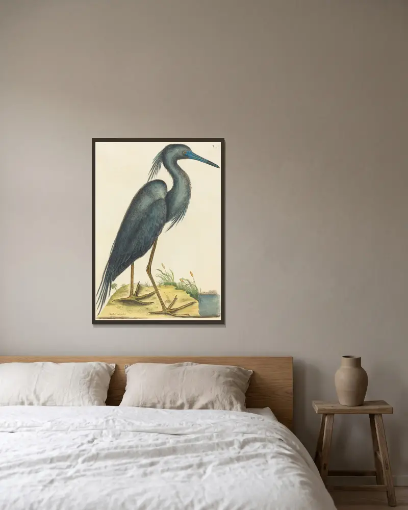 Der Blaue Reiher (Ardea coerulea) von Mark Catesby gerahmt an einer Wand
