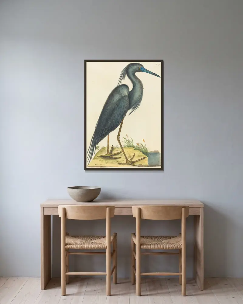 Der Blaue Reiher (Ardea coerulea) von Mark Catesby gerahmt an einer Wand