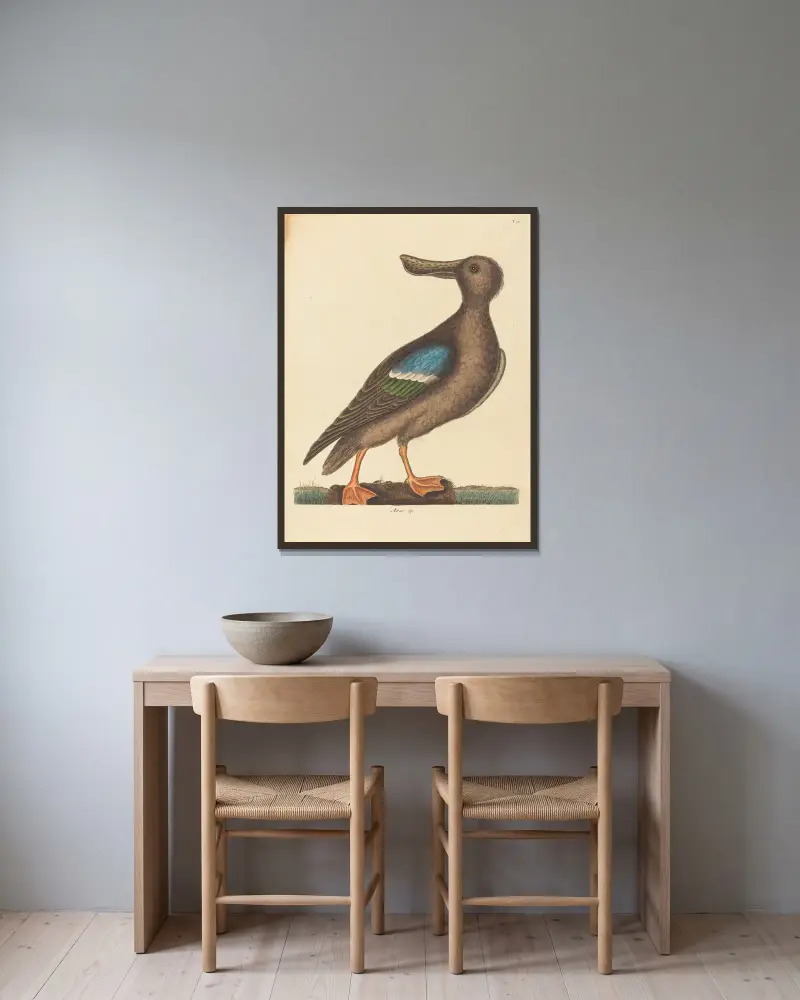Der blauflügelige Löffler (Anas clypeata foemina) von Mark Catesby gerahmt an einer Wand
