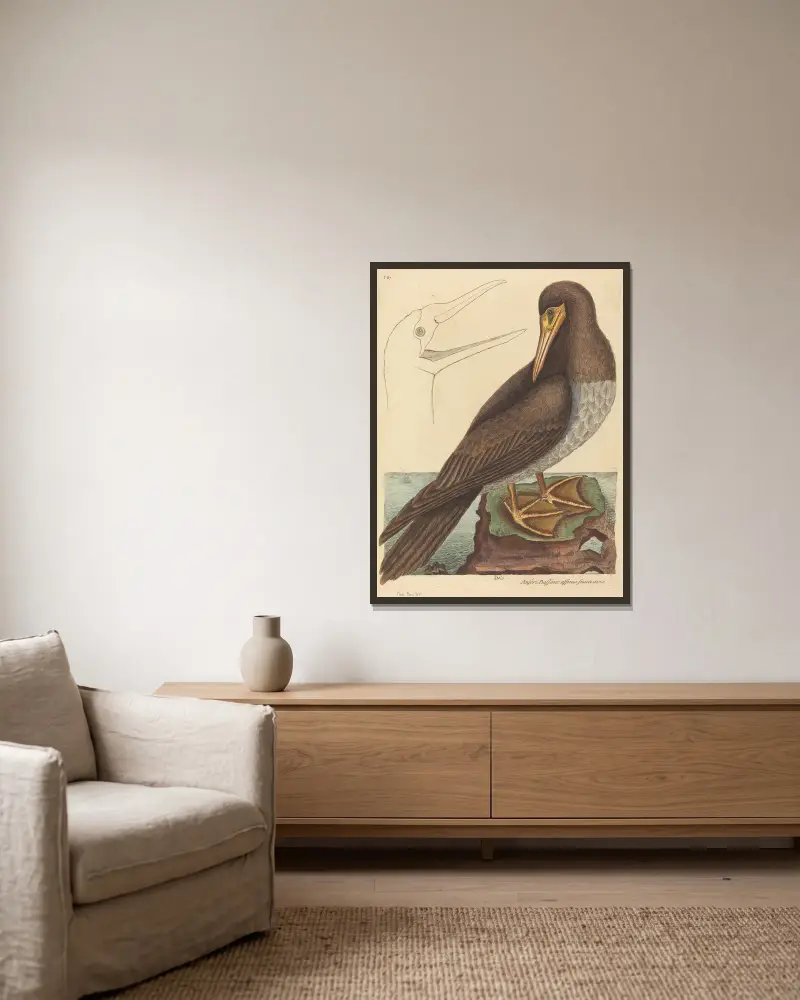 Głuptak (Pelecanus Sula), Mark Catesby w ramie na ścianie