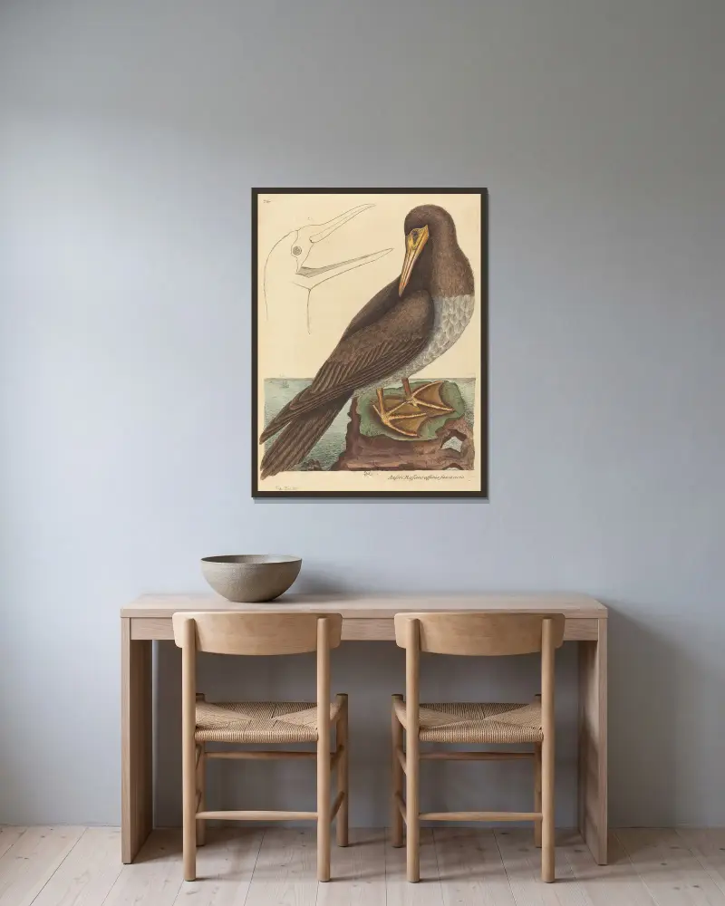 Głuptak (Pelecanus Sula), Mark Catesby w ramie na ścianie