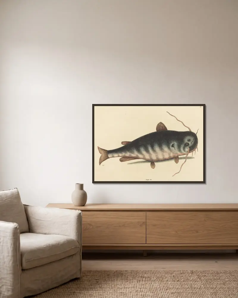 Der Katzenwels (Silurus catus) von Mark Catesby gerahmt an einer Wand